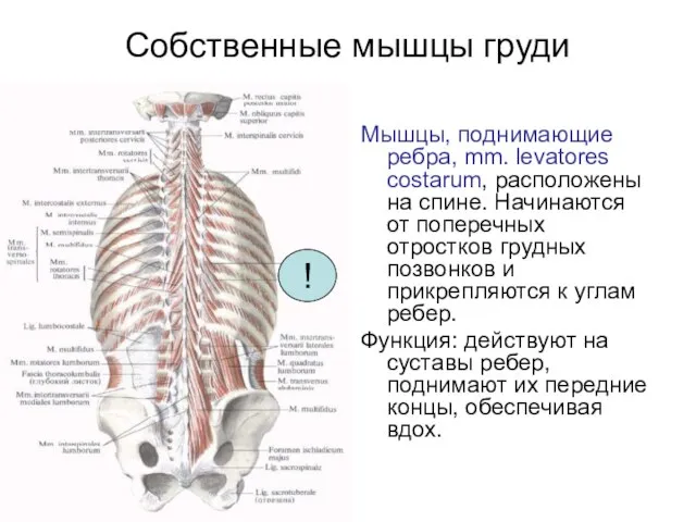 Собственные мышцы груди Мышцы, поднимающие ребра, mm. levatores costarum, расположены на