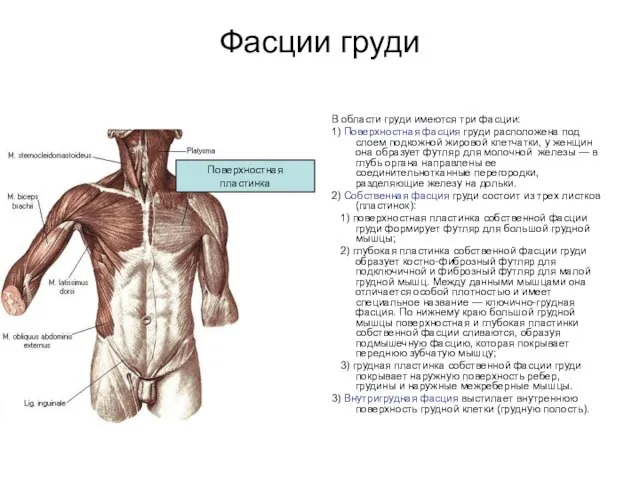 Фасции груди В области груди имеются три фасции: 1) Поверхностная фасция