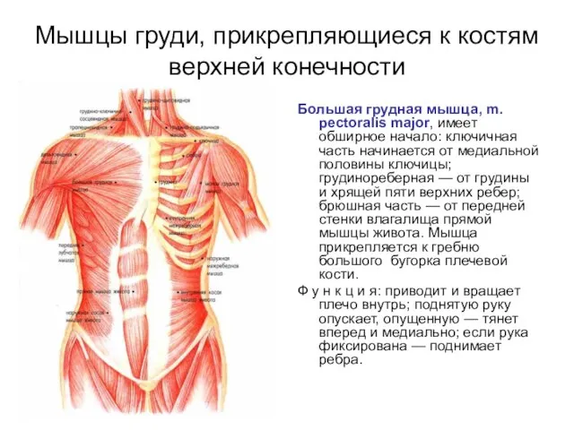 Мышцы груди, прикрепляющиеся к костям верхней конечности Большая грудная мышца, m.