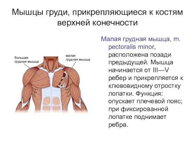 Мышцы груди, прикрепляющиеся к костям верхней конечности Малая грудная мышца, m.