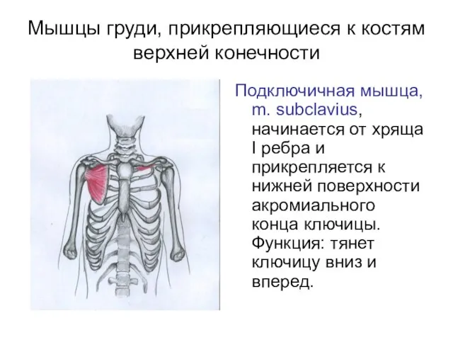 Мышцы груди, прикрепляющиеся к костям верхней конечности Подключичная мышца, m. subclavius,