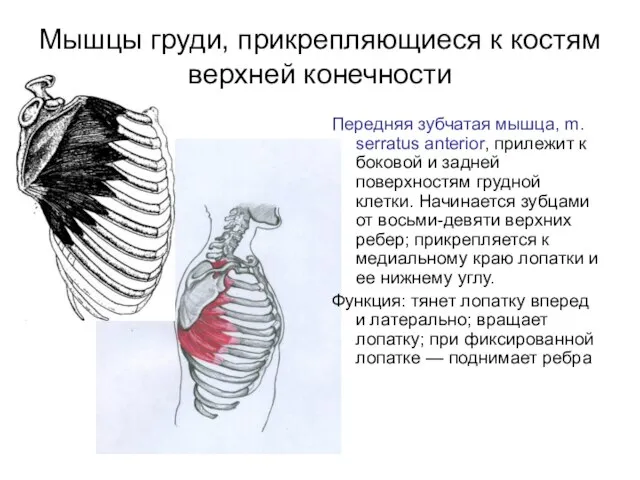 Мышцы груди, прикрепляющиеся к костям верхней конечности Передняя зубчатая мышца, m.