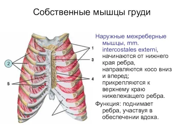 Собственные мышцы груди Наружные межреберные мышцы, mm. intercostales externi, начинаются от