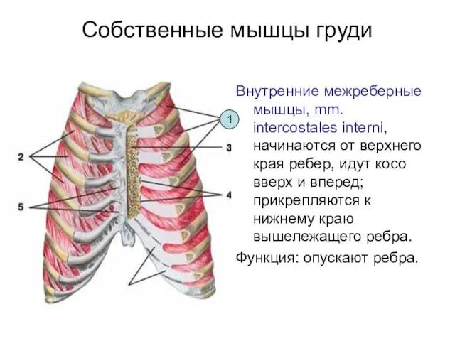 Собственные мышцы груди Внутренние межреберные мышцы, mm. intercostales interni, начинаются от