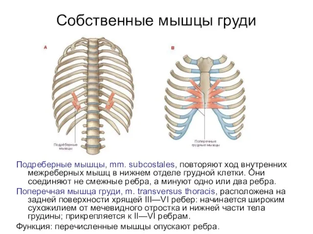 Собственные мышцы груди Подреберные мышцы, mm. subcostales, повторяют ход внутренних межреберных