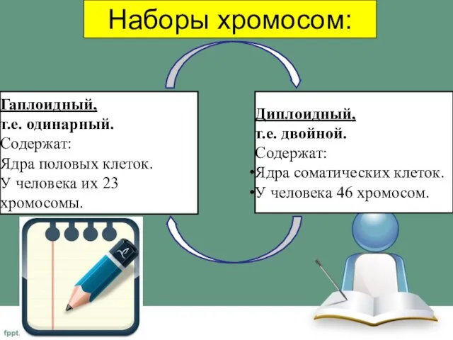 Наборы хромосом: