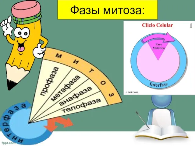 Фазы митоза: