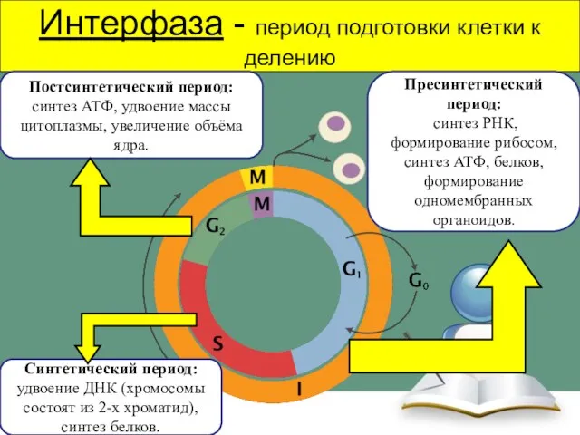 Интерфаза - период подготовки клетки к делению Пресинтетический период: синтез РНК,