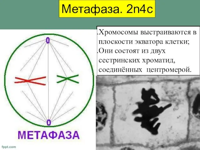 Метафаза. 2n4c Хромосомы выстраиваются в плоскости экватора клетки; Они состоят из двух сестринских хроматид, соединённых центромерой.