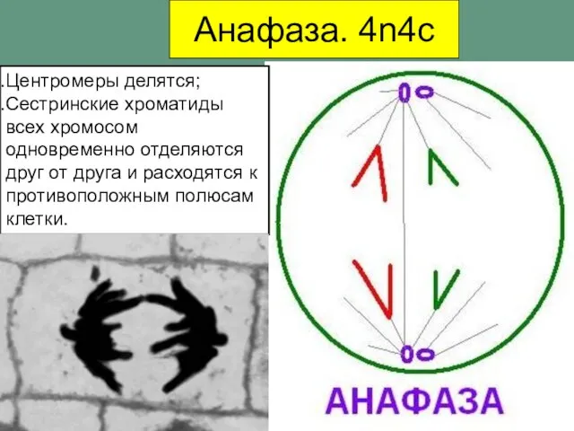 Анафаза. 4n4c Центромеры делятся; Сестринские хроматиды всех хромосом одновременно отделяются друг