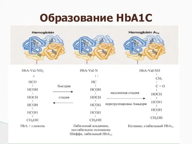 Образование HbA1C