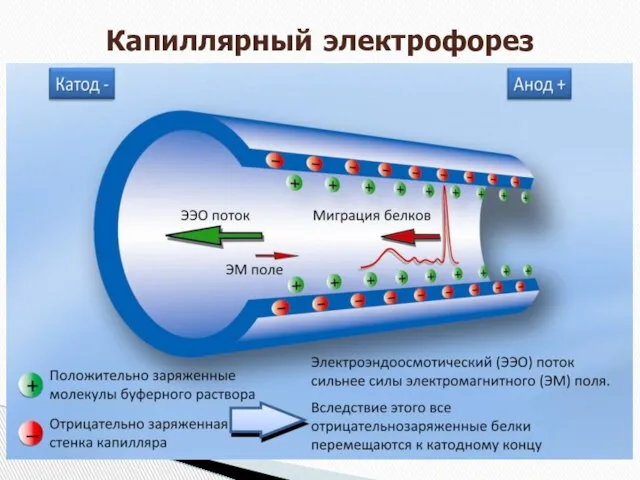 Капиллярный электрофорез