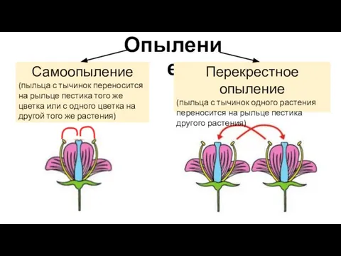 Опыление Самоопыление (пыльца с тычинок переносится на рыльце пестика того же