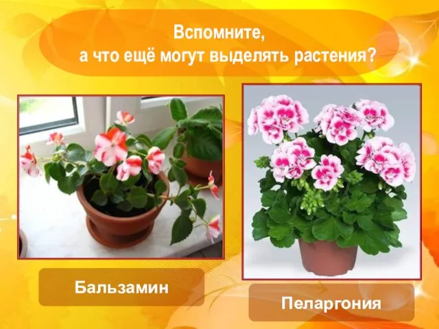 Вспомните, а что ещё могут выделять растения? Бальзамин Пеларгония
