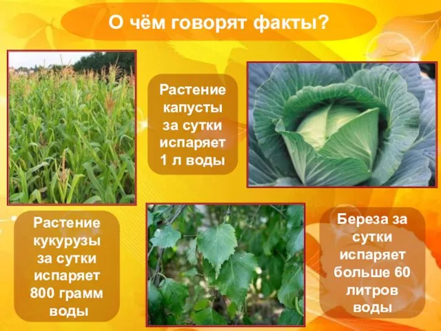 О чём говорят факты? Растение кукурузы за сутки испаряет 800 грамм