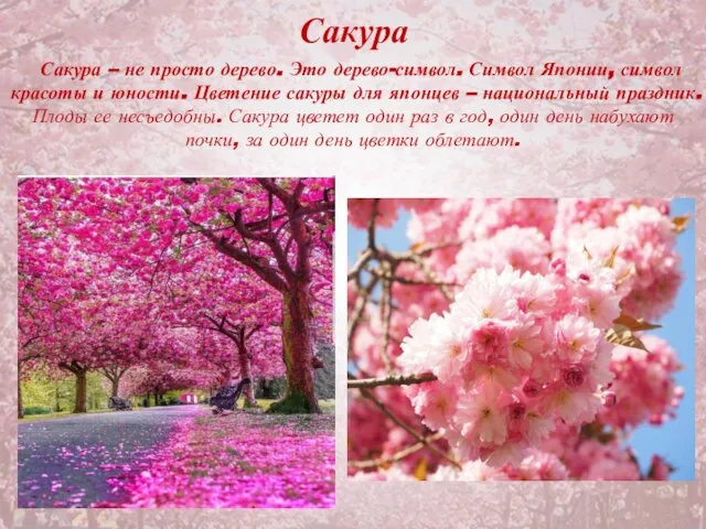 Сакура Сакура – не просто дерево. Это дерево-символ. Символ Японии, символ