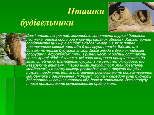 Пташки будівельники Деякі птахи, наприклад, зимородок, золотиста щурка і берегова ластівка,