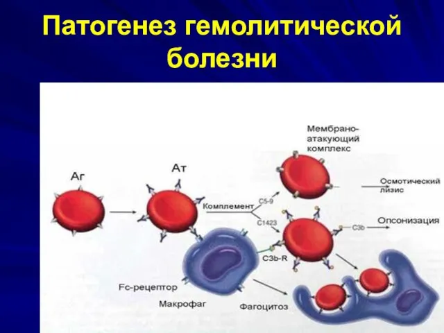 Патогенез гемолитической болезни