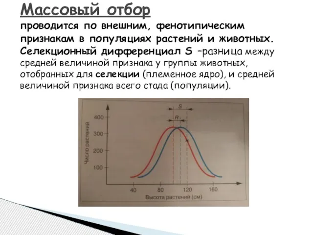 Массовый отбор проводится по внешним, фенотипическим признакам в популяциях растений и