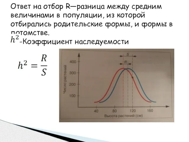 Ответ на отбор R—разница между средним величинами в популяции, из которой