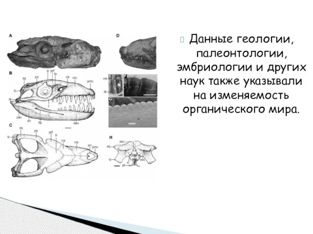 Данные геологии, палеонтологии, эмбриологии и других наук также указывали на изменяемость органического мира.