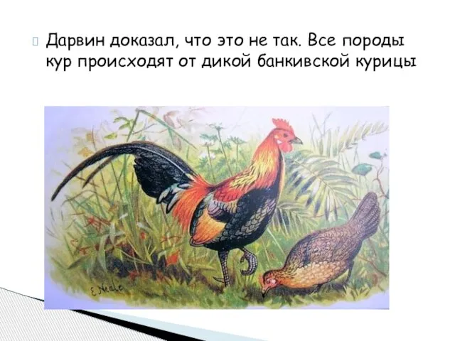 Дарвин доказал, что это не так. Все породы кур происходят от дикой банкивской курицы