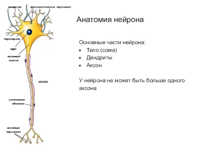Анатомия нейрона Основные части нейрона: Тело (сома) Дендриты Аксон У нейрона