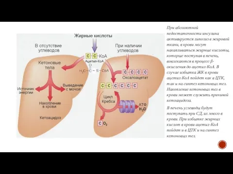 При абсолютной недостаточности инсулина активируется липолиз в жировой ткани, в крови