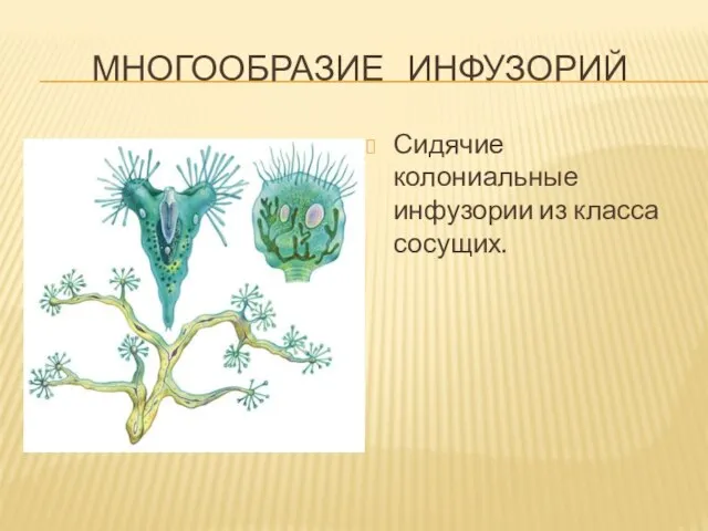 МНОГООБРАЗИЕ ИНФУЗОРИЙ Сидячие колониальные инфузории из класса сосущих.