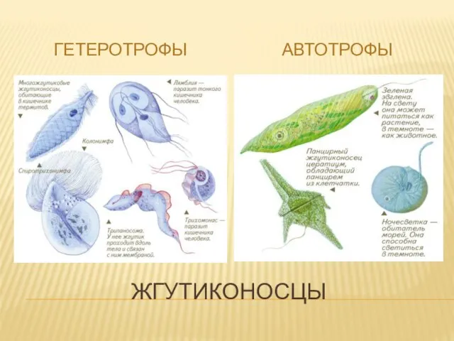 ЖГУТИКОНОСЦЫ ГЕТЕРОТРОФЫ АВТОТРОФЫ