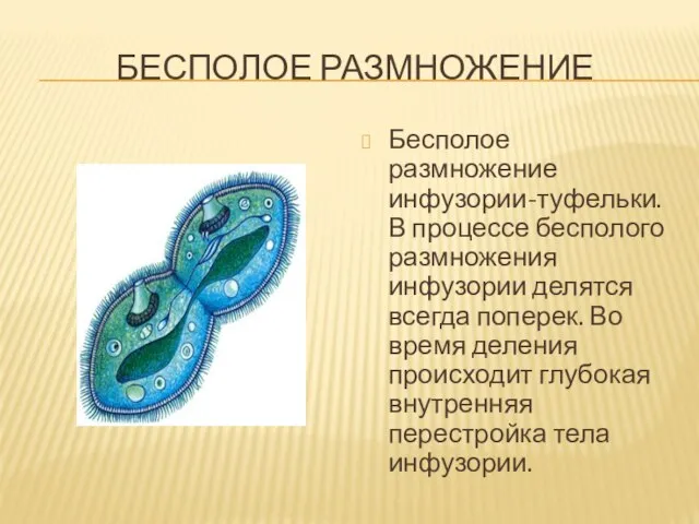 БЕСПОЛОЕ РАЗМНОЖЕНИЕ Бесполое размножение инфузории-туфельки. В процессе бесполого размножения инфузории делятся