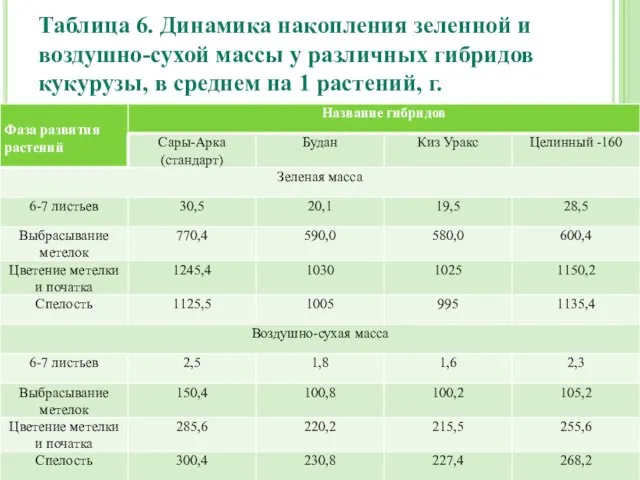 Таблица 6. Динамика накопления зеленной и воздушно-сухой массы у различных гибридов