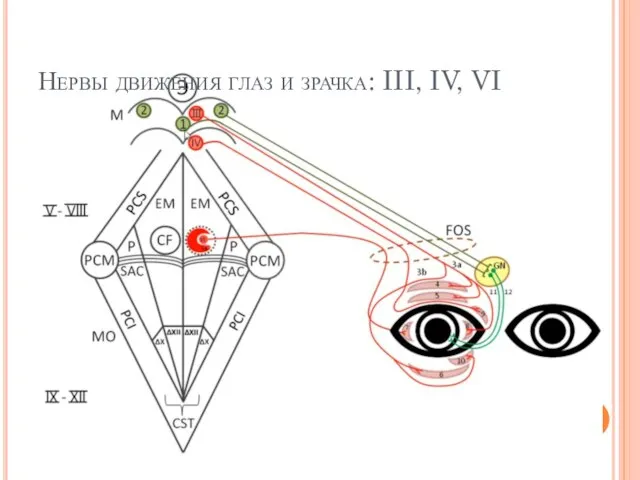 Нервы движения глаз и зрачка: III, IV, VI