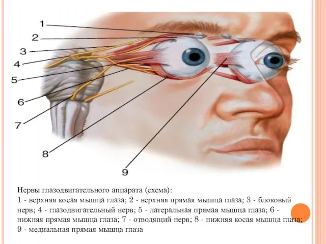 Нервы глазодвигательного аппарата (схема): 1 - верхняя косая мышца глаза; 2