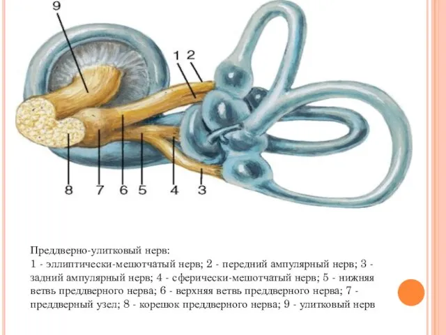 Преддверно-улитковый нерв: 1 - эллиптически-мешотчатый нерв; 2 - передний ампулярный нерв;