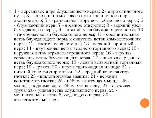 1 - дорсальное ядро блуждающего нерва; 2 - ядро одиночного пути;