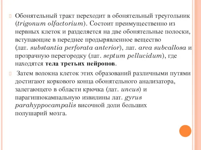 Обонятельный тракт переходит в обонятельный треугольник (trigonum olfactorium). Cостоит преимущественно из