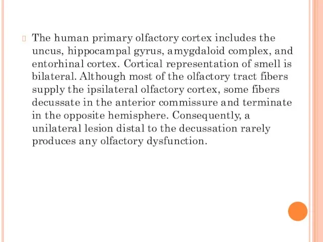 The human primary olfactory cortex includes the uncus, hippocampal gyrus, amygdaloid