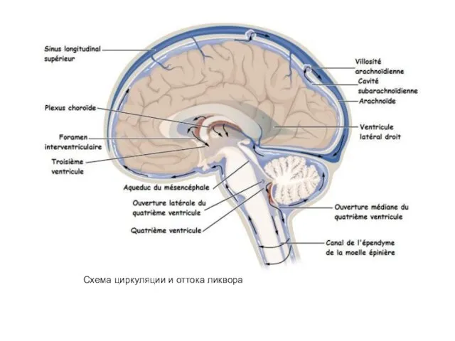 Схема циркуляции и оттока ликвора