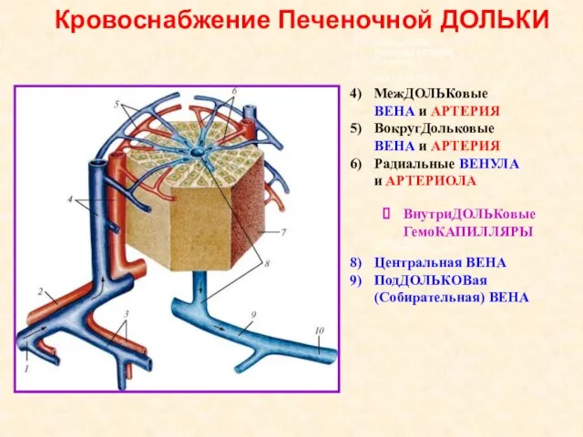 Кровоснабжение Печеночной ДОЛЬКИ Воротная ВЕНА; Печеночная АРТЕРИЯ; Сегментная ВЕНА и АРТЕРИЯ;