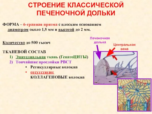 СТРОЕНИЕ КЛАССИЧЕСКОЙ ПЕЧЕНОЧНОЙ ДОЛЬКИ ФОРМА – 6-гранная призма с плоским основанием