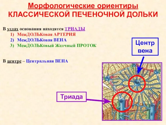 Морфологические ориентиры КЛАССИЧЕСКОЙ ПЕЧЕНОЧНОЙ ДОЛЬКИ В углах основания находятся ТРИАДЫ МежДОЛЬКовая