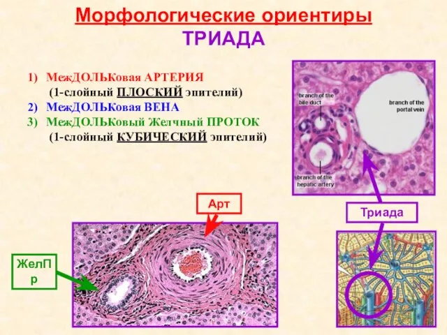 Морфологические ориентиры ТРИАДА МежДОЛЬКовая АРТЕРИЯ (1-слойный ПЛОСКИЙ эпителий) МежДОЛЬКовая ВЕНА МежДОЛЬКовый