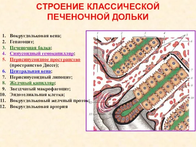 СТРОЕНИЕ КЛАССИЧЕСКОЙ ПЕЧЕНОЧНОЙ ДОЛЬКИ Вокругдольковая вена; Гепатоцит; Печеночная балка; Синусоидный гемокапилляр;