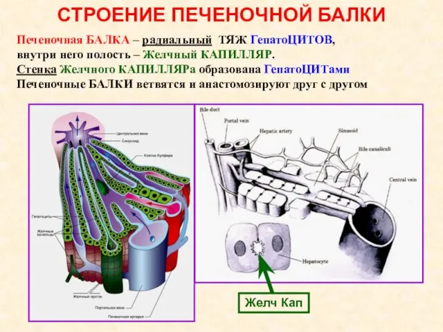 СТРОЕНИЕ ПЕЧЕНОЧНОЙ БАЛКИ Печеночная БАЛКА – радиальный ТЯЖ ГепатоЦИТОВ, внутри него