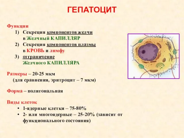 ГЕПАТОЦИТ Функции Секреция компонентов желчи в Желчный КАПИЛЛЯР Секреция компонентов плазмы