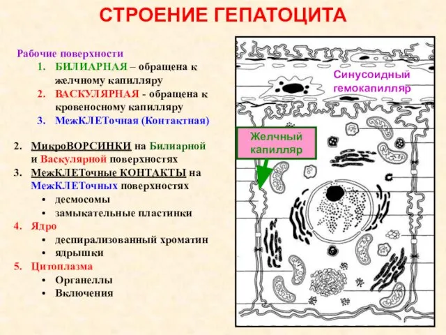 СТРОЕНИЕ ГЕПАТОЦИТА Рабочие поверхности БИЛИАРНАЯ – обращена к желчному капилляру ВАСКУЛЯРНАЯ