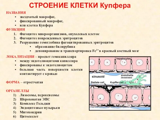 СТРОЕНИЕ КЛЕТКИ Купфера ЛОКАЛИЗАЦИЯ – просвет гемокапилляра между эндотелиоцитами капилляра фиксированы