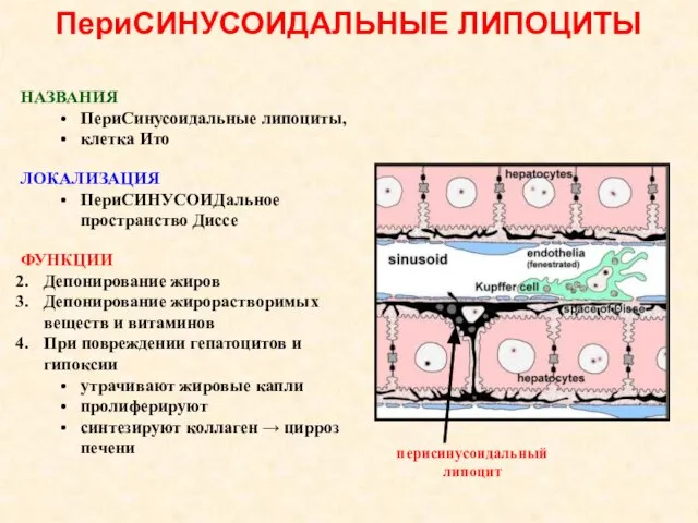 ПериСИНУСОИДАЛЬНЫЕ ЛИПОЦИТЫ НАЗВАНИЯ ПериСинусоидальные липоциты, клетка Ито ЛОКАЛИЗАЦИЯ ПериСИНУСОИДальное пространство Диссе