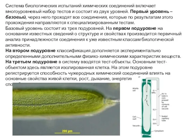 Система биологических испытаний химических соединений включает многоуровневый набор тестов и состоит